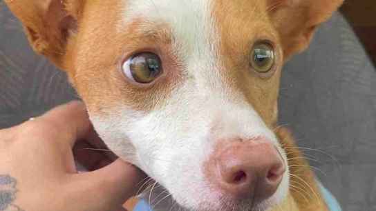 Redención pide ayuda para salvar la vida a King, un perro gravemente herido Redención pide ayuda para salvar la vida a King, un perro gravemente herido