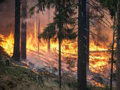 Los incendios forestales queman este año la mitad de hectáreas