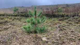 Pepper planta bosque en Huérteles para compensar huella de carbono