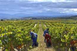 Curso sobre viticultura sostenible para formar a expertos en producción de uva de alta calidad