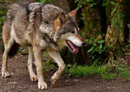 Celebran reducción de protección del lobo y afean al Gobierno por desoir a ganaderos