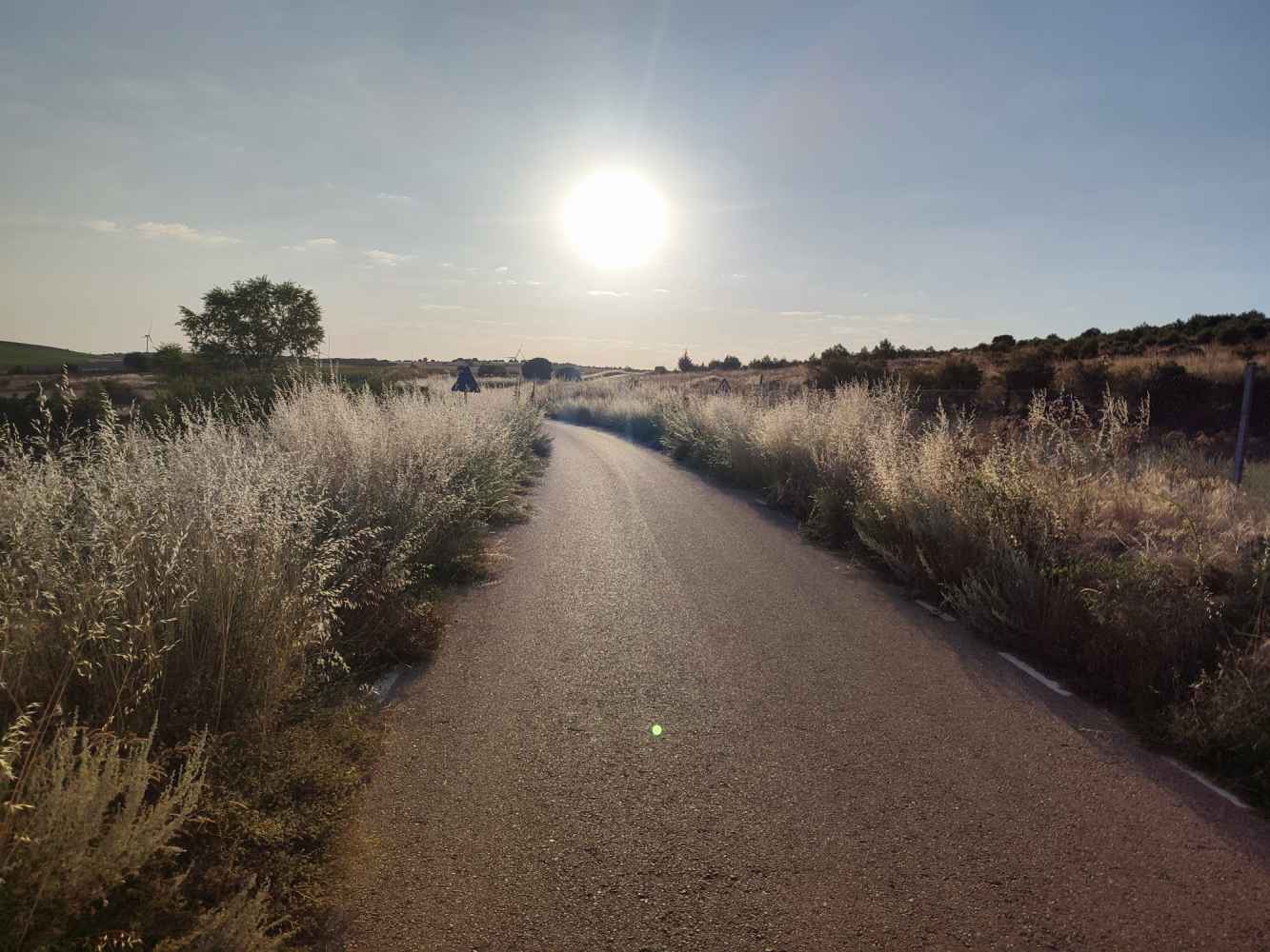 El PSOE denuncia falta de desbroce en carreteras provinciales El PSOE denuncia falta de desbroce en carreteras provinciales