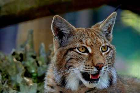 La Junta reintroducirá el lince ibérico en el Cerrato palentino en la primavera de 2025 La Junta reintroducirá el lince ibérico en el Cerrato palentino en la primavera de 2025