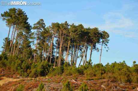 Soria, escenario de Foro Internacional "Los bosques frente al cambio climático"