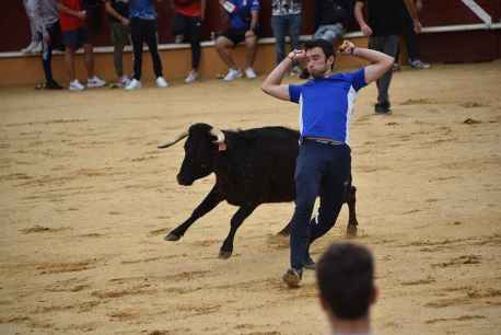 Suelta de vaquillas en las fiestas patronales de San Saturio