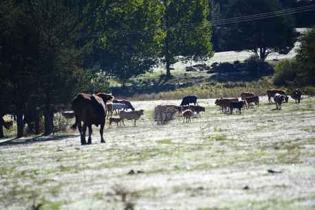 Explotación vacuna en paraje de 