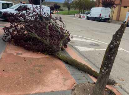 Las rachas fuertes de viento provocan caída de árboles en Soria