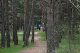 Corta de mejora de masa forestal en "El Pinarcillo", de Valonsadero