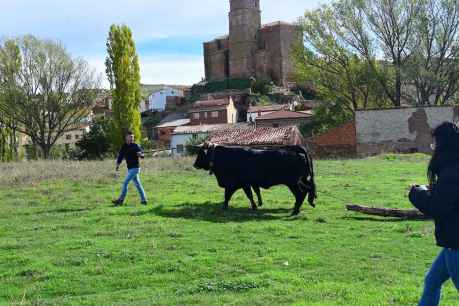 Borobia celebra, en fotos, la décimo quinta edición de su feria ganadera