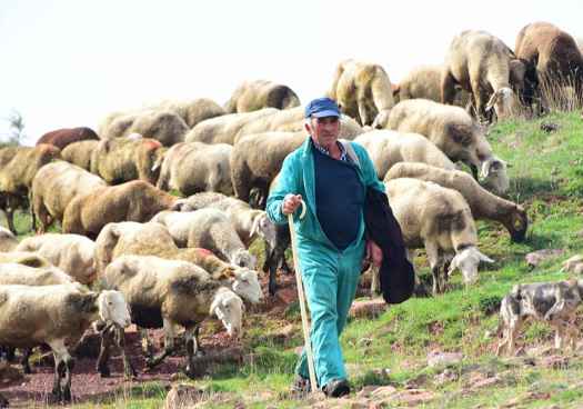 Pastoreo, en imágenes, por tierras de Borobia