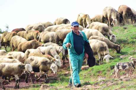 Pastoreo, en imágenes, por tierras de Borobia