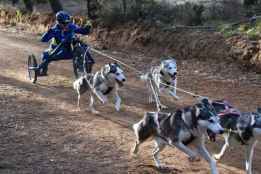 Ólvega organiza del 1 al 3 de noviembre la Arion Dog Race