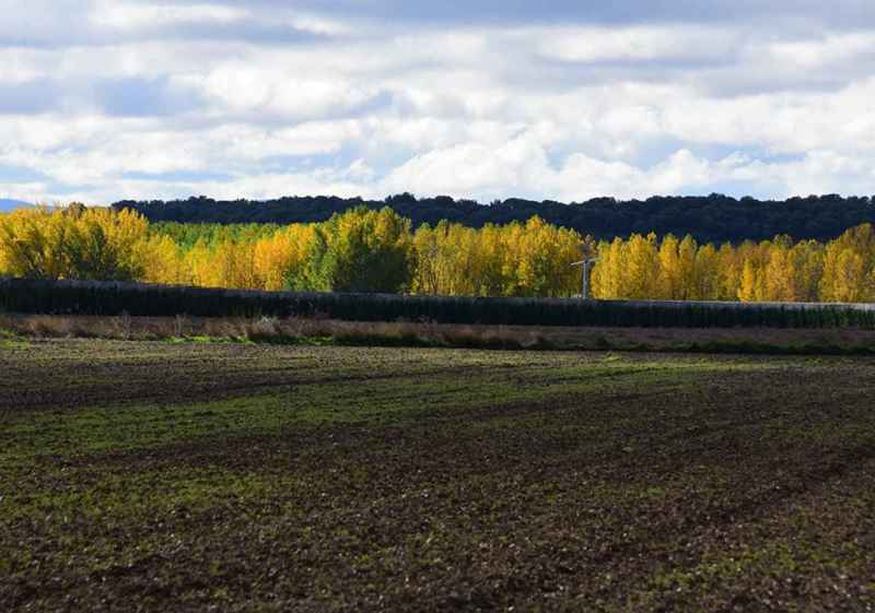 Otoño en la ribera soriana del Duero