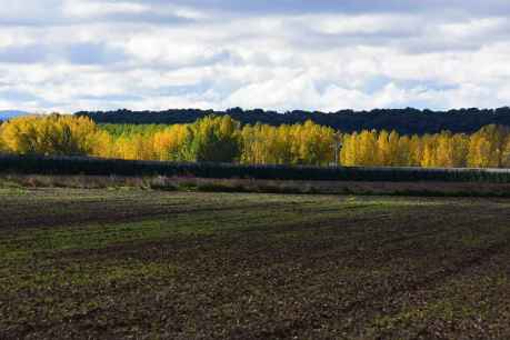 Otoño en la ribera soriana del Duero