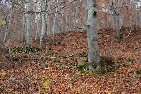 El hayedo de Diustes, en el valle que forma el arroyo Ostaza