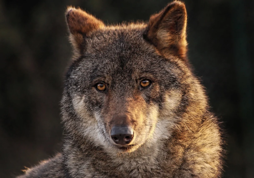 La Junta constata aumento de manadas de lobo ibérico en Castilla y León