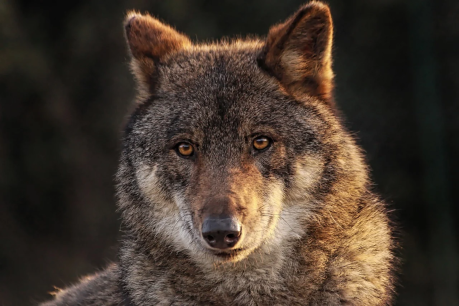 La Junta constata aumento de manadas de lobo ibérico en Castilla y León