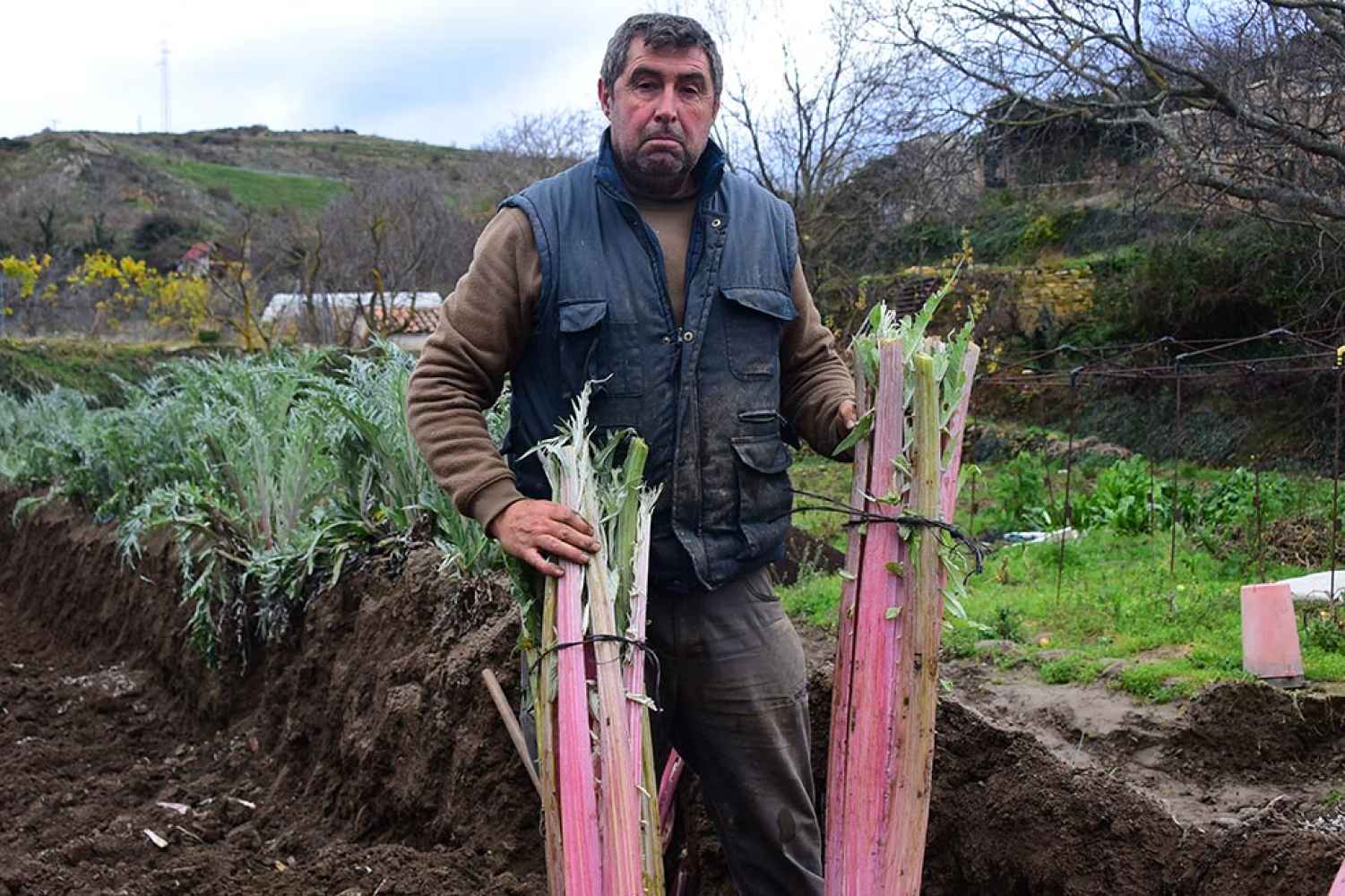 Así se extrae el cardo rojo de Ágreda