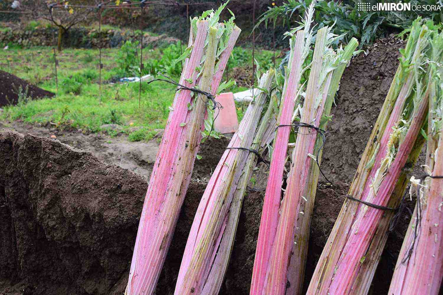Ágreda homenajeará con escultura al cultivador de cardo rojo