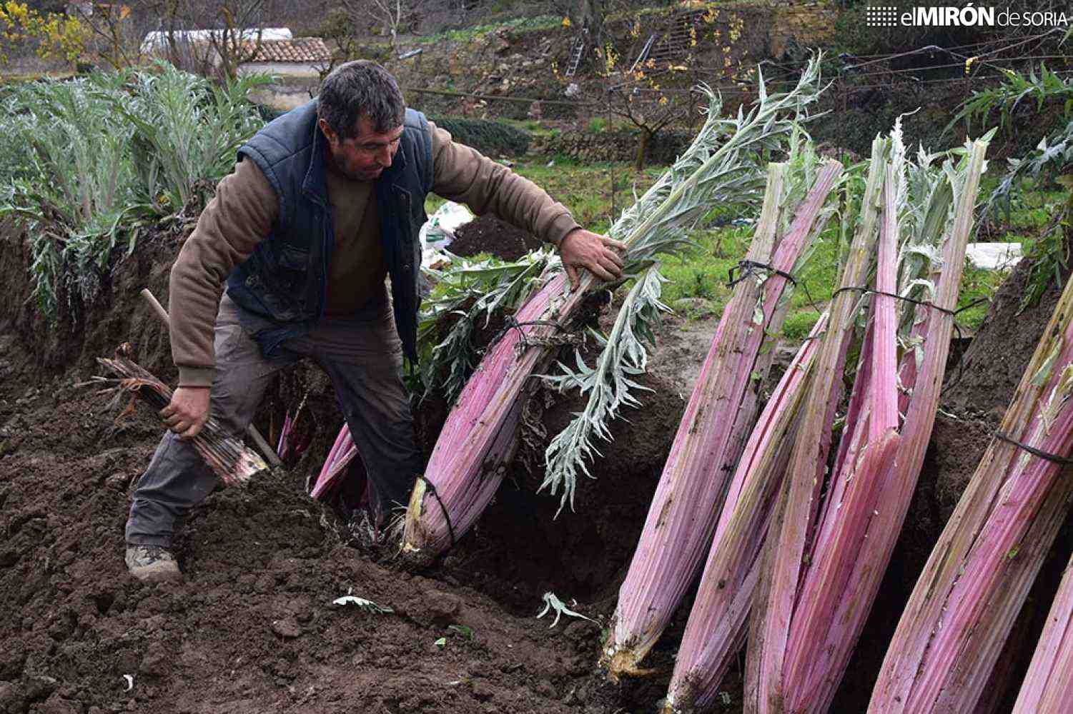 El cardo rojo de Ágreda, un manjar único para su plato