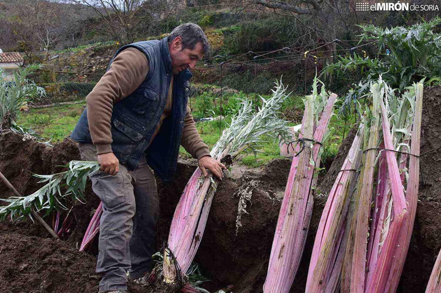 Ágreda homenajeará con escultura al cultivador de cardo rojo