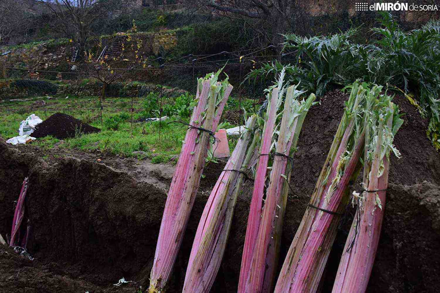 Ágreda presenta programa para XVI edición de sus Jornadas del Cardo Rojo