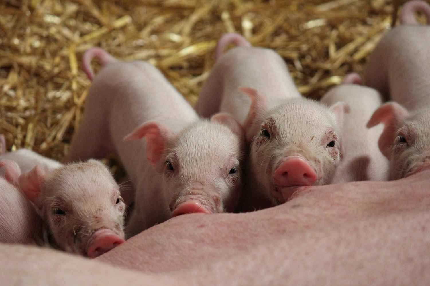 Los productores de ganado porcino deCastilla y León analizan situación del sector Los productores de ganado porcino deCastilla y León analizan situación del sector