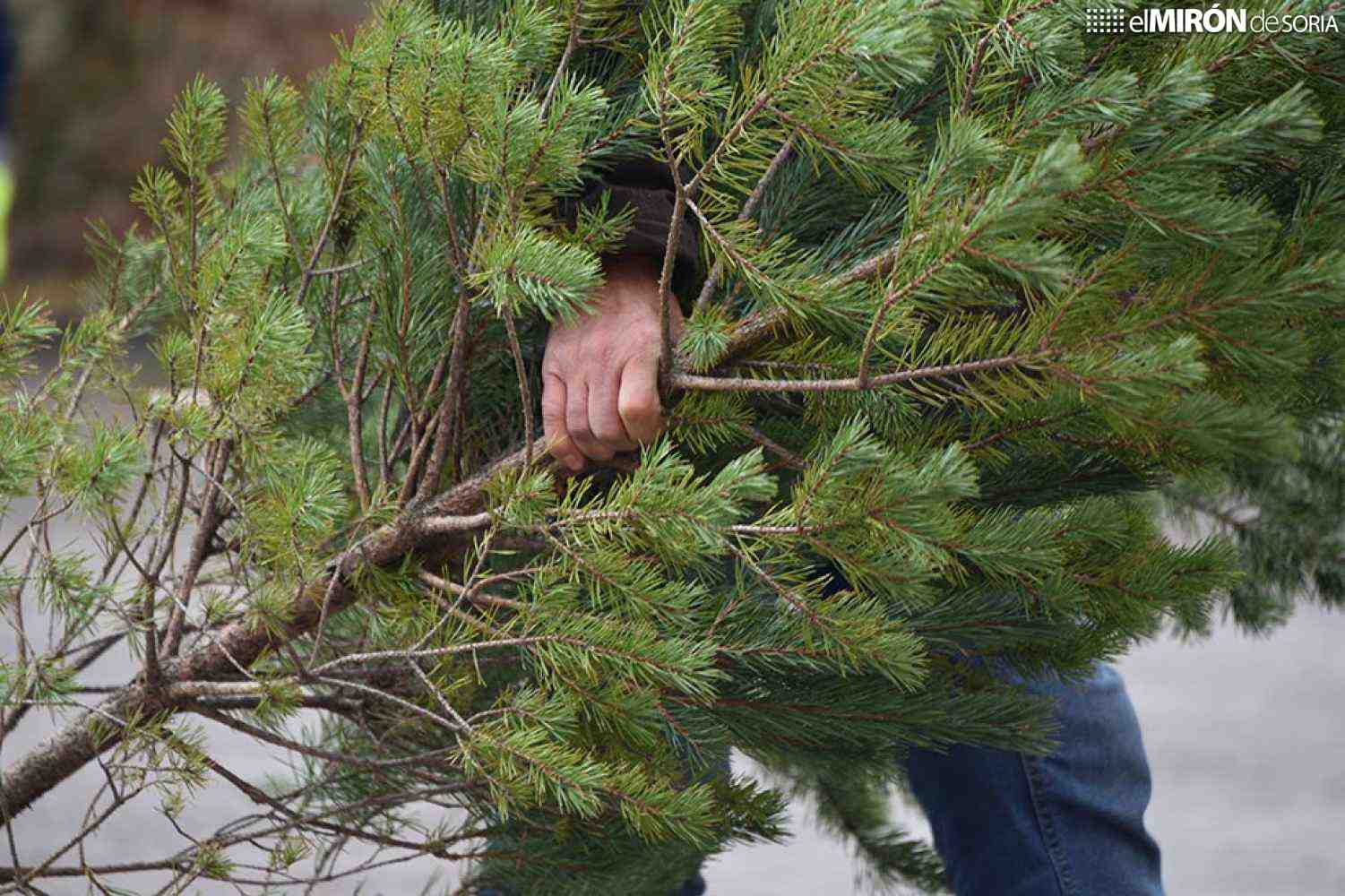 El Ayuntamiento de Soria repartirá durante tres días los pinos de Navidad 
