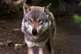 La Junta defiende en foro europeo necesidad de flexibilizar protección del lobo ibérico