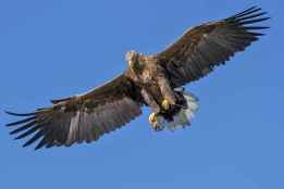 Castilla y León registra un nuevo máximo histórico poblacional del águila imperial ibérica 