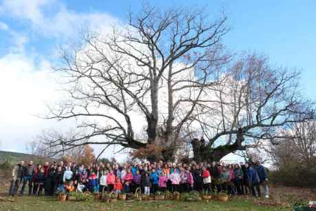 Éxito de participación en la X Jornada del Acebo en La Póveda de Soria