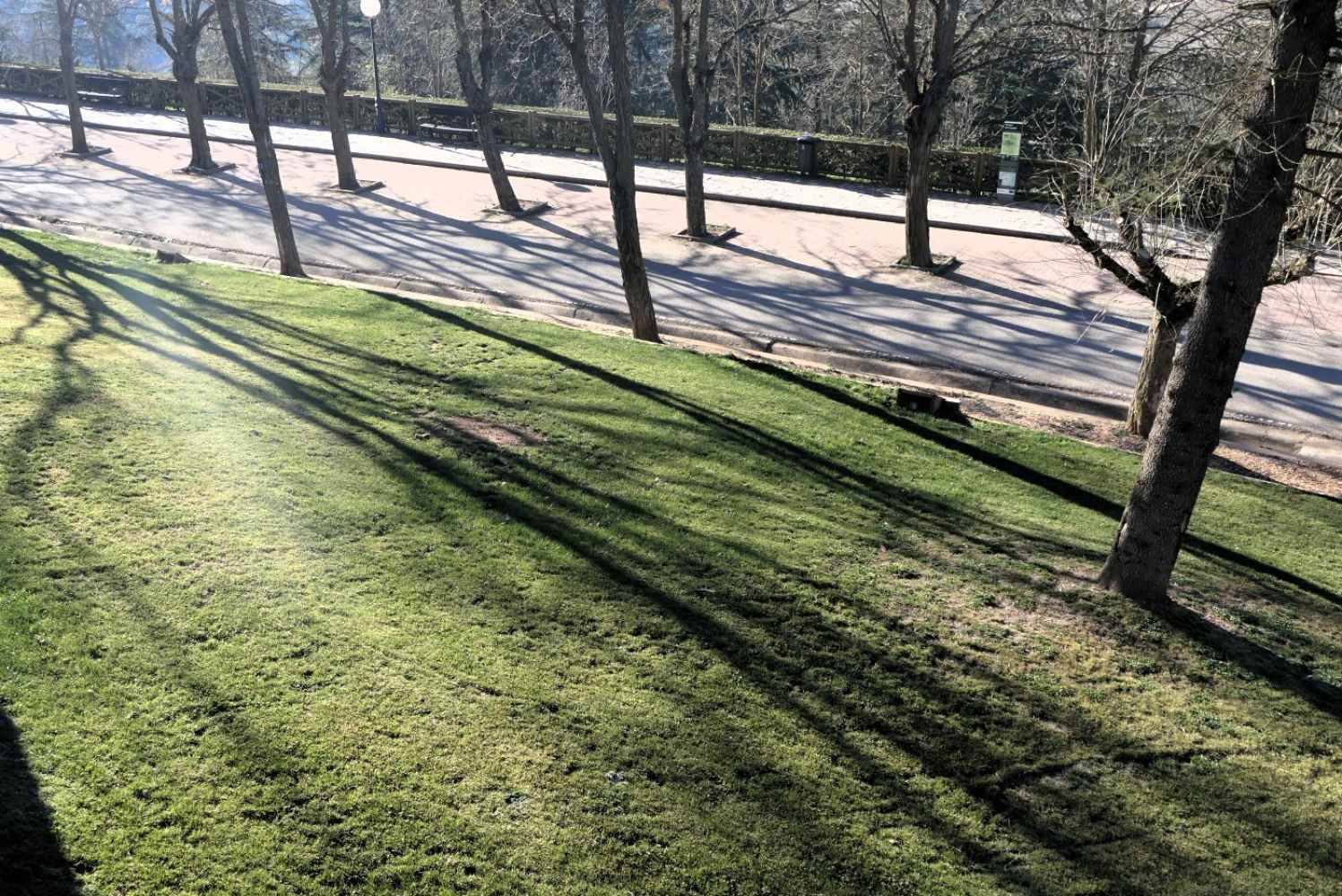 ASDEN denuncia tala de secuoya en parque del Castillo ASDEN denuncia tala de secuoya en parque del Castillo
