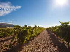 Las Opas abogan por convivencia de ganadería extensiva con viñedos de Castilla y León