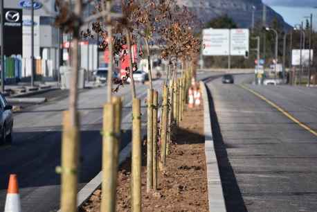 Una mediana arbolada para la avenida de Valladolid de Soria