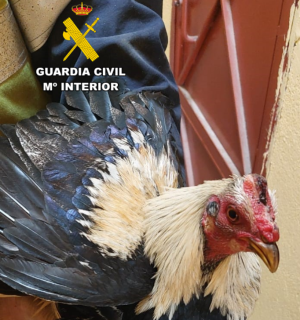 La Guardia Civil de Soria entrega ocho aves tipo gallo a una familia de Valladolid