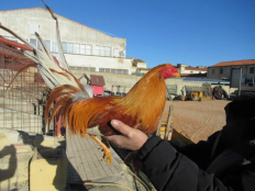 PACMA pide decomiso de gallos devueltos al clan de Valladolid