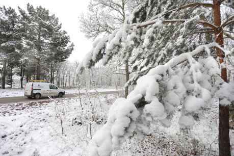 Activación de fase de alerta por nevadas en la Ibérica soriana