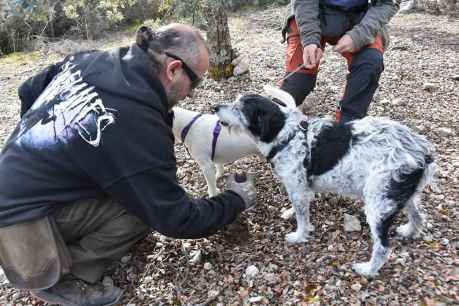 En Abejar, a la caza de la trufa negra de Soria