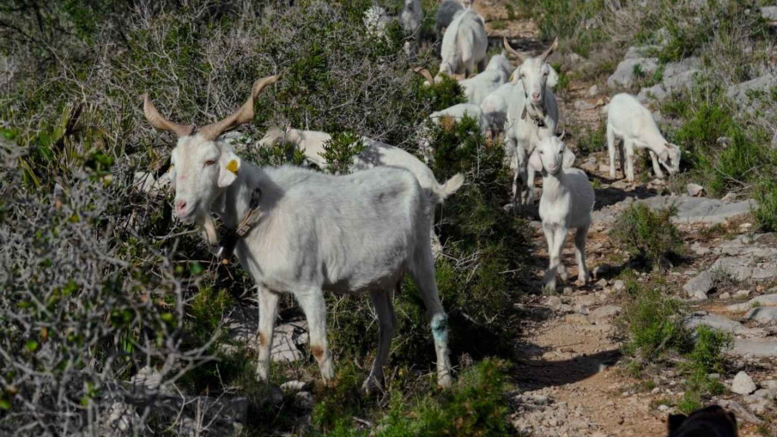 El Fondo Regenerativo para la Naturaleza apuesta de nuevo por el pastoreo regenerativo 