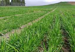 Investigadores estudian cómo mejorar la adaptación de los cereales al cambio climático