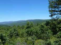 Más de la mitad de la superficie de Castilla y León es forestal