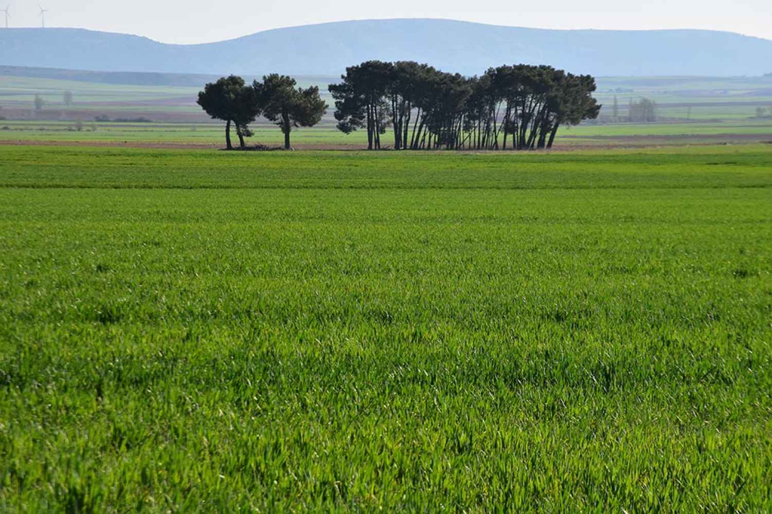 La primavera se asienta en el campo de Gómara