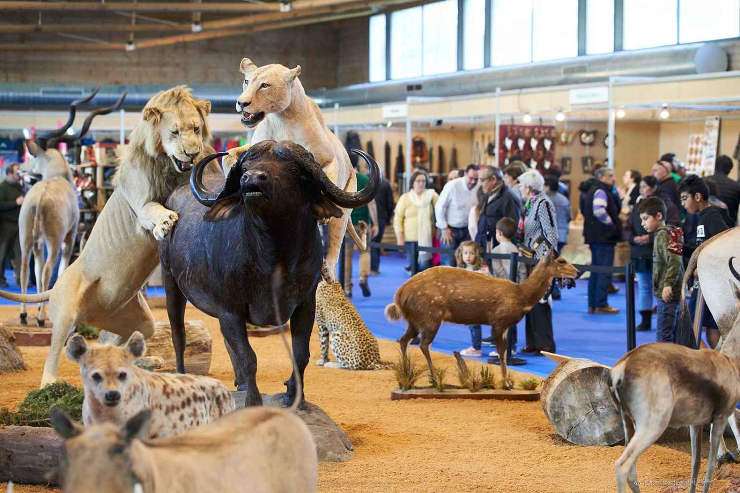 La feria Venalmazán abre su XXI edición el próximo 2 de mayo