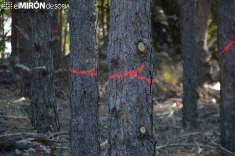 La Junta licita el aprovechamiento de 15 lotes de madera en varios municipios de Soria