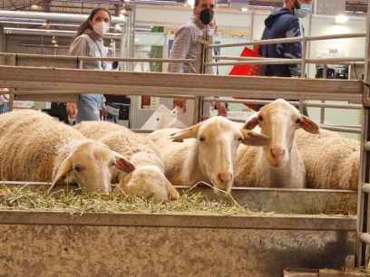 El valor de las exportaciones de ovino aumentó un 20 por ciento en 2024