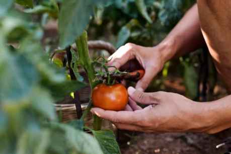 La Junta publica ayudas a contratos agroambientales para agricultura ecológica y apicultura La Junta publica ayudas a contratos agroambientales para agricultura ecológica y apicultura