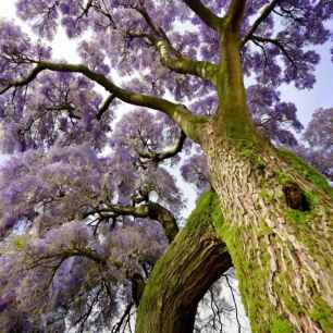 Proyecto Paulownia: el árbol que impulsa el futuro