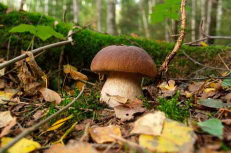 Talleres de micología y gastronomía para posicionar a Soria como referente en turismo Talleres de micología y gastronomía para posicionar a Soria como referente en turismo