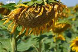 ASAJA Soria se contragula de reducción de módulos fiscales pero echa en falta al girasol