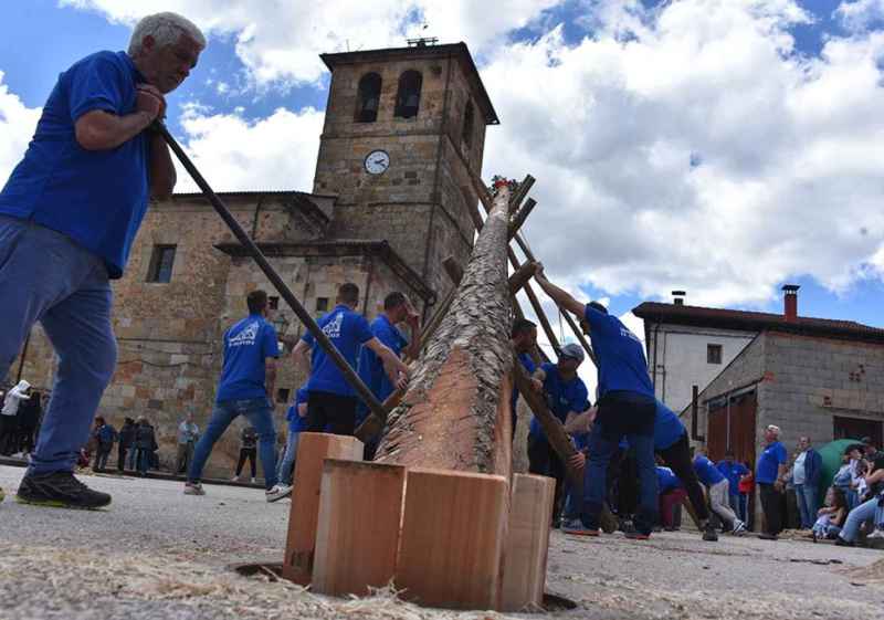 Cabrejas del Pinar celebra su pingada del Mayo 2025